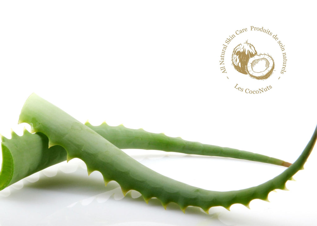 Aloe vera: the SOS plant for your skin
